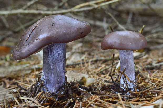 pôvabnica fialová Lepista nuda (Bull.) Cooke