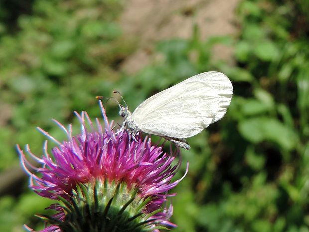 mlynárik hrachorový / bělásek hrachorový Leptidea sinapis Linnaeus, 1758