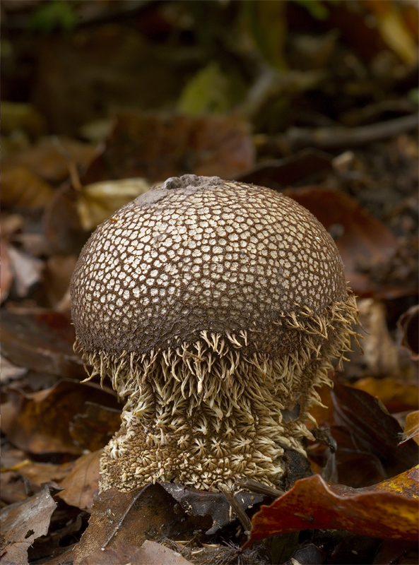 prášnica pichliačová Lycoperdon echinatum Pers.