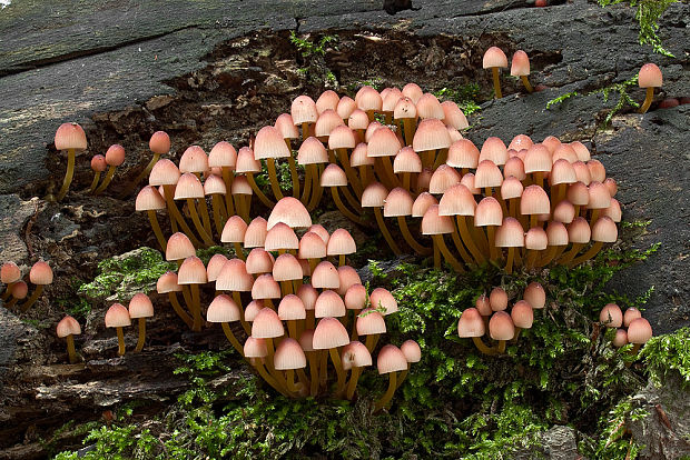 prilbička žltohlúbiková Mycena renati Quél.