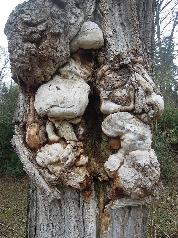 topoľ čierny Populus nigra L.