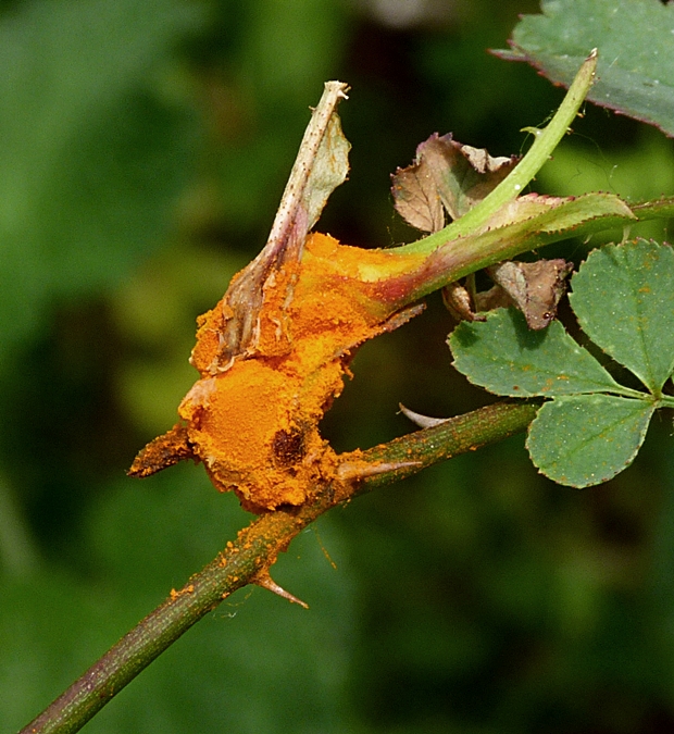 hrdza Puccinia sp.