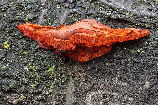 červenica rumelková Pycnoporus cinnabarinus (Jacq.) P. Karst.