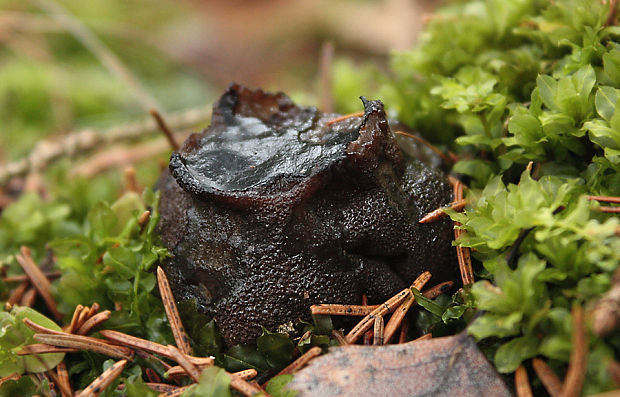 mäsovec guľatý Sarcosoma globosum  (Schmidel) Casp.