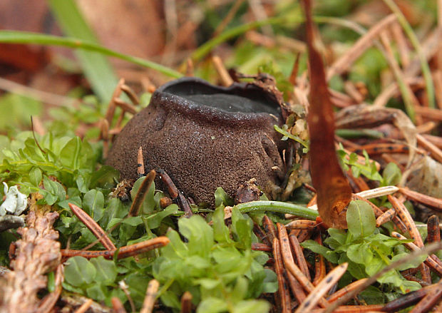 mäsovec guľatý Sarcosoma globosum  (Schmidel) Casp.