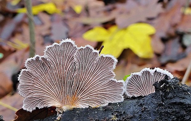 klanolupeňovka obyčajná Schizophyllum commune Fr.