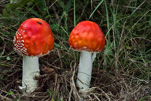 muchotrávka červená Amanita muscaria (L.) Lam.