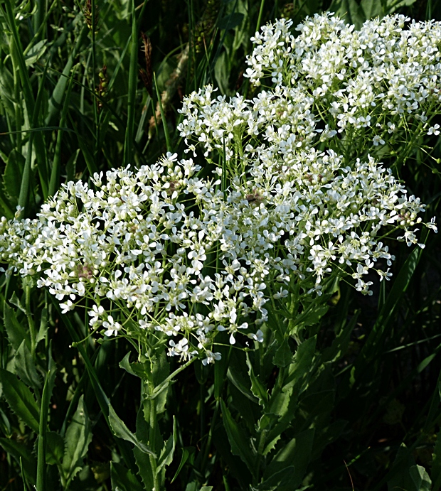 vesnovka obyčajná Cardaria draba (L.) Desv.