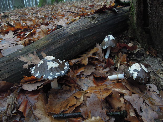 hnojník strakatý Coprinopsis picacea (Bull.) Redhead, Vilgalys & Moncalvo