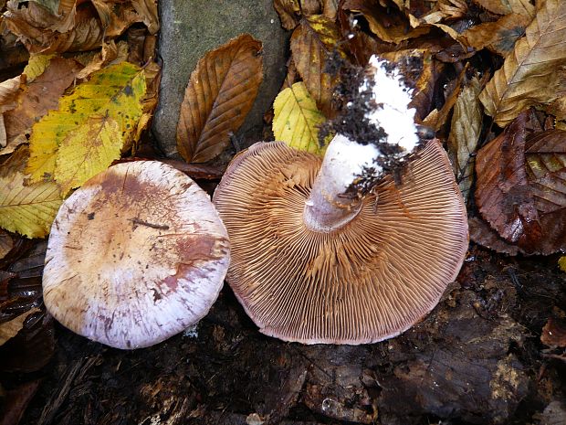 pavučinovec Cortinarius sp.