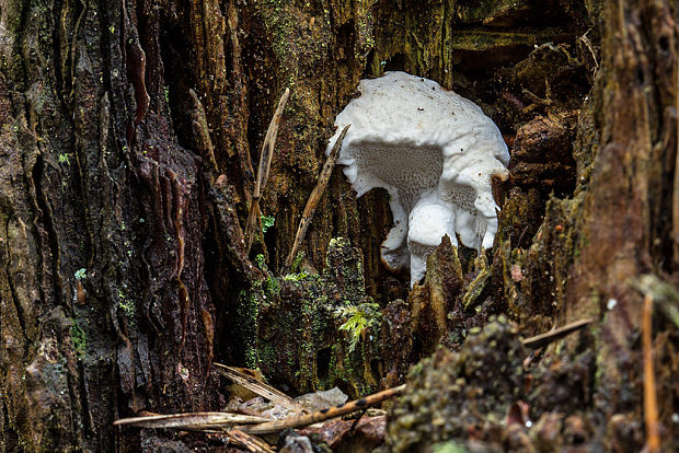 trúdnikovník borovicový? Dichomitus squalens? (P. Karst.) D.A. Reid