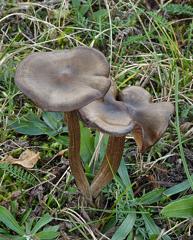 hodvábnica Entoloma sp.