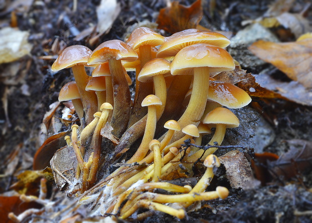 plamienka Flammulina sp.