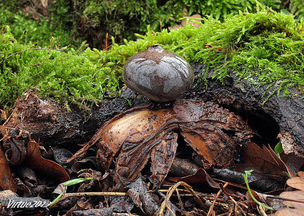 hviezdovka tmavá Geastrum cf. coronatum Pers.