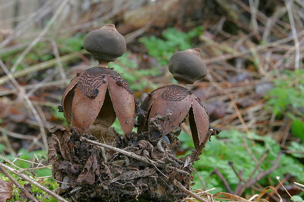 hviezdovka klenbová Geastrum fornicatum (Huds.) Hook.