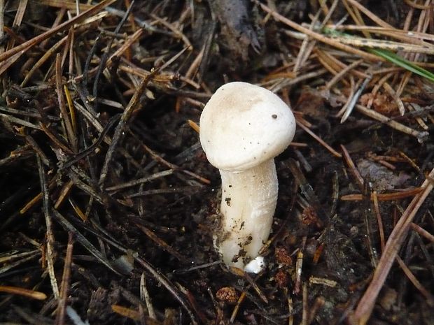 šťavnačka bodkovaná Hygrophorus pustulatus (Pers.) Fr.