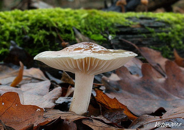 šťavnačka Hygrophorus sp.