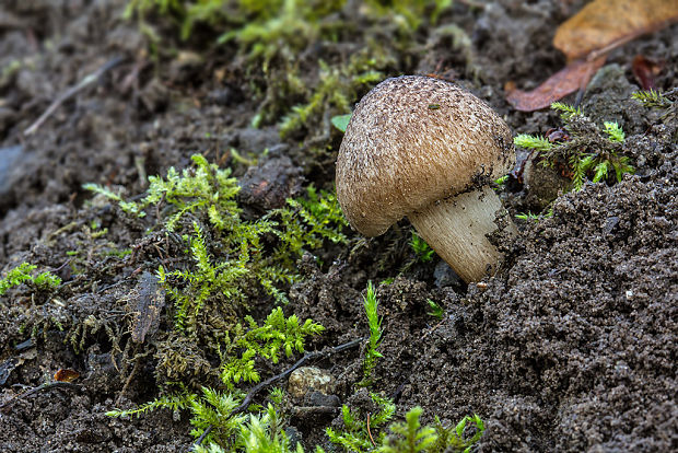 vláknica Inocybe sp.