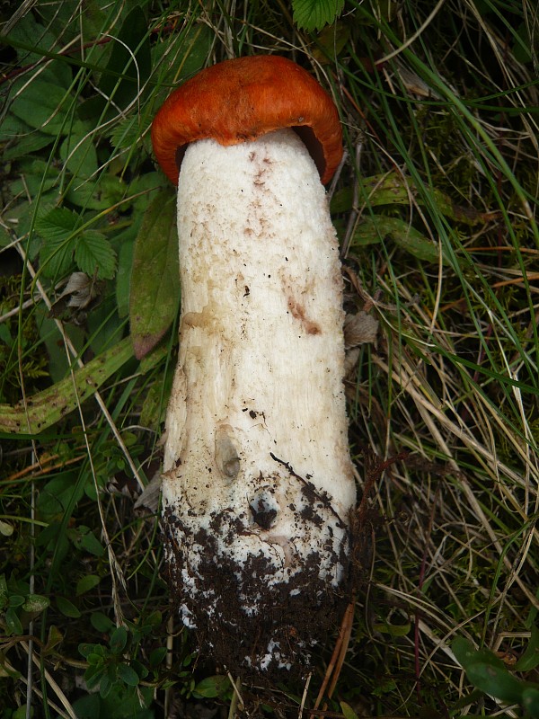 kozák osikový Leccinum albostipitatum den Bakker & Noordel.