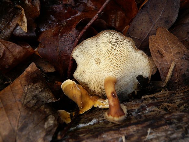 trúdnik zimný Lentinus brumalis (Pers.) Zmitr.