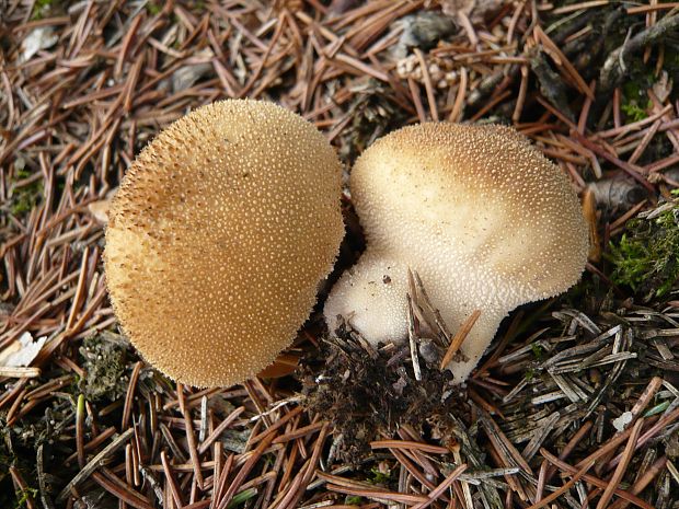 prášnica bradavičnatá Lycoperdon perlatum Pers.