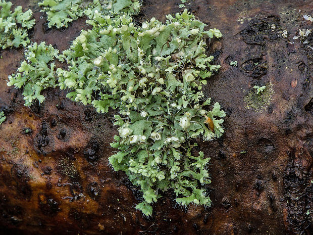 fyscia brvitá Physcia adscendens (Fr.) H. Olivier