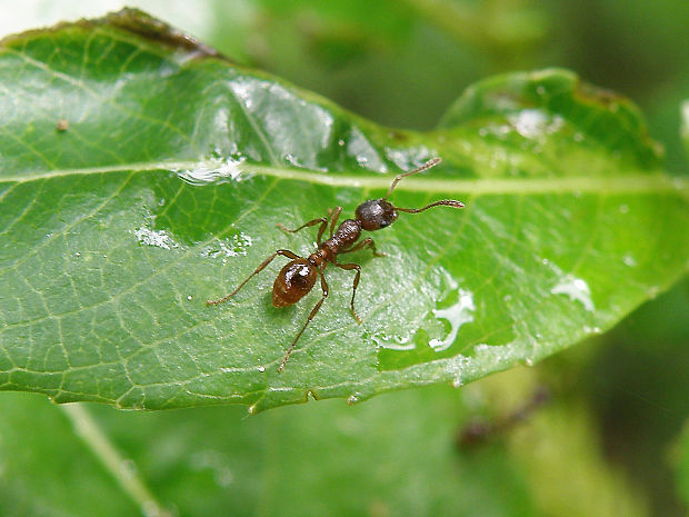 mravec otrokársky / mravenec otrokářský Polyergus rufescens Latreille, 1798