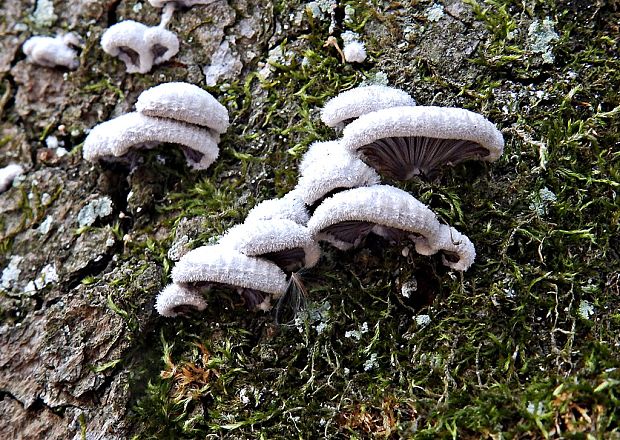 klanolupeňovka obyčajná Schizophyllum commune Fr.