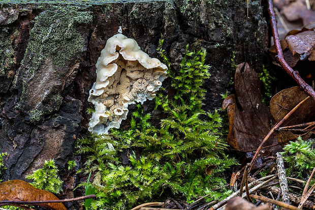 kostrovka beztvárna Skeletocutis amorpha (Fr.) Kotl. & Pouzar