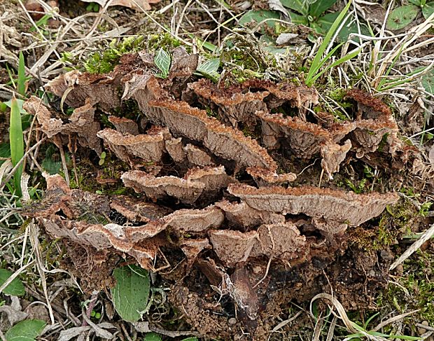 plesňovka Thelephora sp.