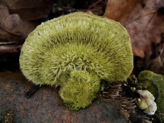 trúdnikovec chlpatý Trametes hirsuta (Wulfen) Lloyd