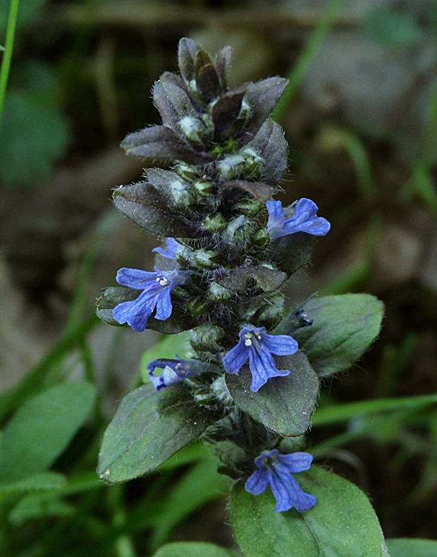 zbehovec plazivý Ajuga reptans L.