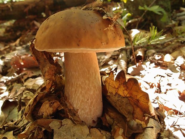 hríb smrekový Boletus edulis Bull.