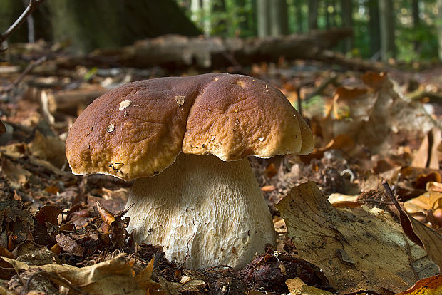 hríb smrekový Boletus edulis Bull.