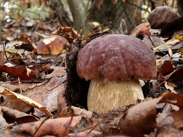 hríb smrekový Boletus edulis Bull.