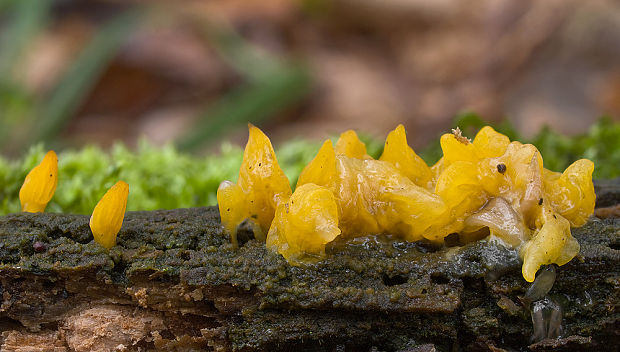 parôžkovec zvrásnený  Calocera cf. glossoides (Pers.) Fr.