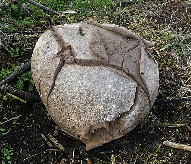 vatovec obrovský Calvatia gigantea (Batsch) Lloyd