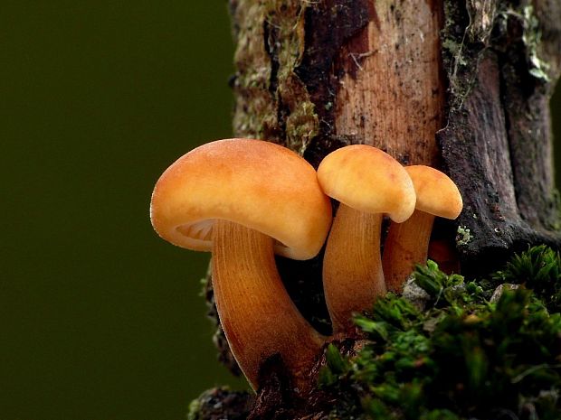 plamienka Flammulina sp.