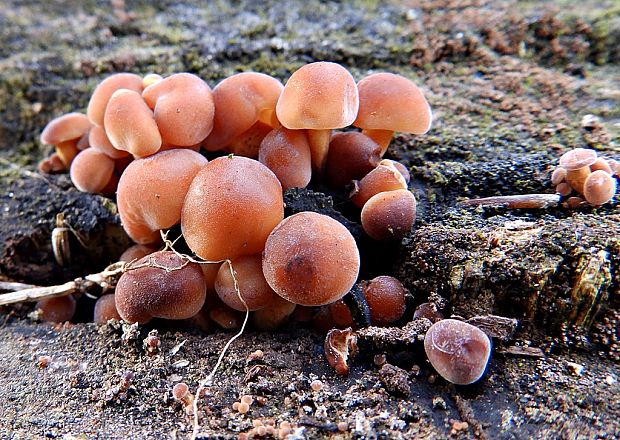 plamienka Flammulina sp.