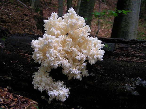 koralovec bukový Hericium coralloides (Scop.) Pers.