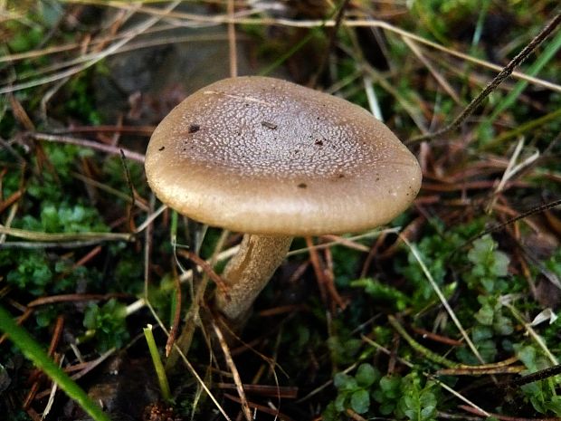 šťavnačka bodkovaná Hygrophorus pustulatus (Pers.) Fr.