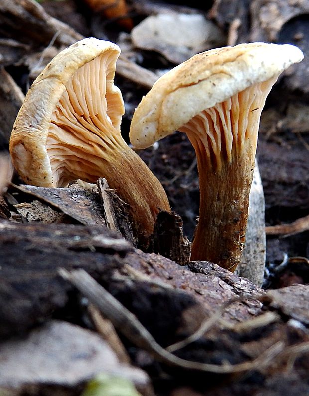 šťavnačka Hygrophorus sp.