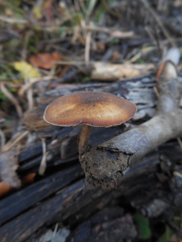 trúdnik zimný Lentinus brumalis (Pers.) Zmitr.