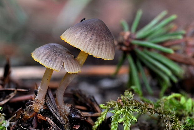 prilbička Mycena sp.