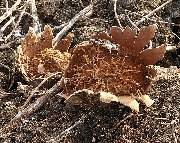 škárka kožovitá Mycenastrum corium (Guers.) Desv.