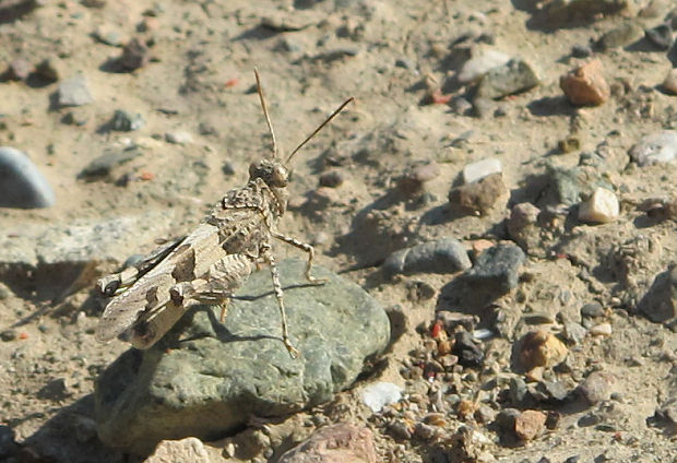 koník modrokrídly Oedipoda caerulescens