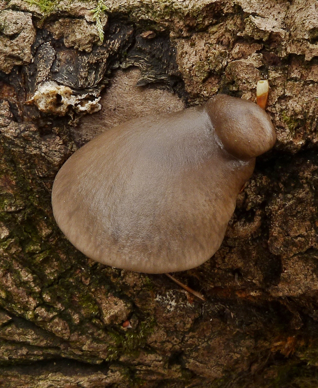 hliva závojová Pleurotus calyptratus (Lindblad ex Fr.) Sacc.