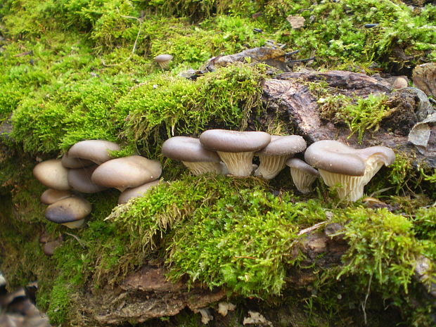 hliva ustricovitá Pleurotus ostreatus (Jacq.) P. Kumm.