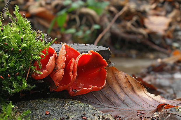 ohnivec Sarcoscypha sp.