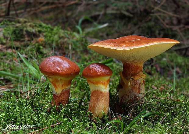 masliak smrekovcový Suillus grevillei (Klotzsch) Singer